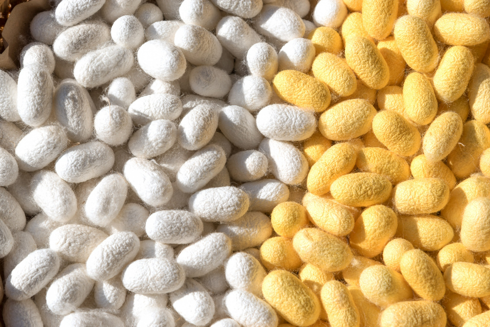 White and yellow silkworm cocoons, highlighting the need for vegan alternatives in fabric production