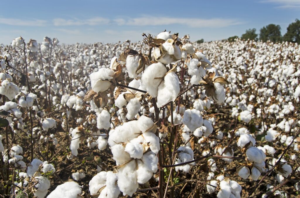 A lush cotton field under a clear blue sky, showcasing cotton as a popular vegan alternative to wool for creating soft and cruelty-free textiles.