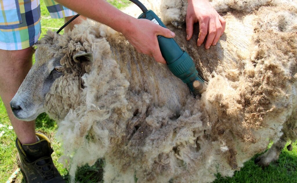 Sheep being sheared with an electric shearer in a grassy field, illustrating the process of wool production and raising the question: Is wool vegan?